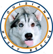 Look at pictures of puppies in alexandria who need a home. Pets For Adoption At Louisiana Husky Rescue Inc In Lafayette La Petfinder