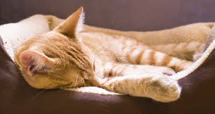Animals infected with the flu develop symptoms similar to those in people, including breathing problems, a running nose or eyes, and fatigue. Feline Upper Respiratory Infection Cat Flu What It Is Signs Symptoms And How To Treat It Trudell Animal Health