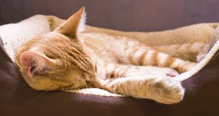 This is why it is important for owners to be aware of the symptoms of kennel cough, even if their dogs have had the bordetella vaccine. Feline Upper Respiratory Infection Cat Flu What It Is Signs Symptoms And How To Treat It Trudell Animal Health