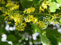 Image result for Pterocarpus lucens