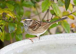 We did not find results for: Bird Bath Ground To Hanging How High Should It Be What Birds Are In My Backyard