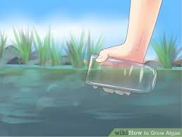 Image Titled Grow Algae Step 3 Algae Aquatic Plants Growing