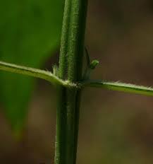 Image result for Lipotriche