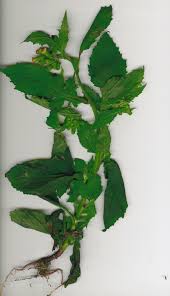 Image result for Crassocephalum radiatum