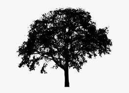 Maybe you would like to learn more about one of these? Tree Silhouette Royalty Free Clip Art Tree Silhouette Png Transparent Png Transparent Png Image Pngitem