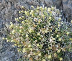 Image result for Lopholaena brickellioides