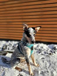 Mya tin roof acds australian cattle dog pup at nine months old in her first herding lesson given by larry favreau in escondido, ca. Lando Blue Heeler Mix 9 Months Old Giving Me His Best Blue Steel Why You Gotta Make Me Sit In The Snow Blueheelers