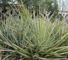 The terms partial (or part) sun and partial (or part) shade are often used interchangeably to mean four to six hours of sun exposure each day, preferably in the cooler. Yucca Plant Growing Care And Management Guide By Gardeners Hq