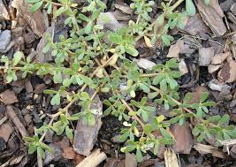 But you'll find specific examples for weed identification below. Weeds The Survivors News