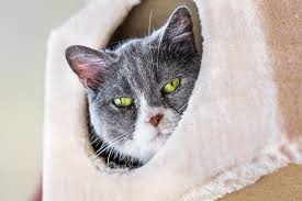 Healthy paws began not just to help pet parents handle the expense of pets' medical treatments, but also to help animal rescue organizations care for. Pet Insurance Coverage Aspca Pet Health Insurance