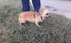 Convert 20 centimeter to inch with formula, common lengths conversion, conversion tables and more. Goldie Schuchternes Chihuahuamadchen 6 Jahre 20 Cm Vermittelt Pfotenretter Ungarn