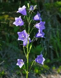 Peach Leaved Bellflower Campanula Persicifolia Flowers Naturegate Purple Flowers Beautiful Flowers Blue Bell Flowers