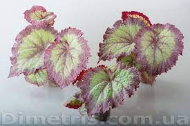 Begonia Ds Violet Blonde Dimetris Begonia Plants Variety
