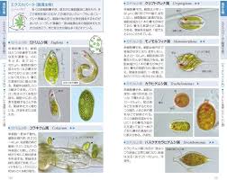 Amazon.com: プランクトンハンドブック 淡水編: 9784829981542: Books