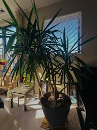 Image result for yucca gigantea en casa