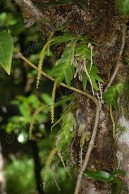 Image result for Oberonia disticha