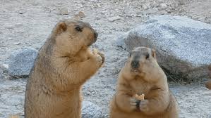 Le jour de la marmotte. Himalayan Marmot Gif By Likkaon Gfycat