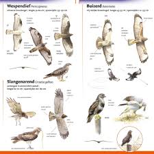 Soms bidt hij met gebogen vleugels in een sterke. Minigids Roofvogels Van Nederland En Belgie