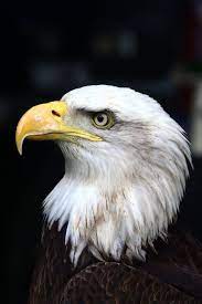 Als presidentskandidaat deed joe biden niet veel harten sneller slaan. Animals Gallery Blog Archive Bald Eagle Amerikaanse Zeearend Roofvogels Vogels Tekenen