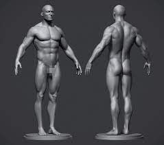 Learn about how zygote helped a customer develop a 3d female and fetus model for the development, analysis and testing of medical devices that assist with labor and delivery. Artstation Male Anatomy Reference Model