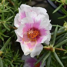 Image result for Portulaca