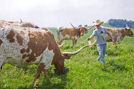 Texas Longhorn Cattle Management Tips Dickinson Cattle Co