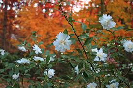 Image result for Camellia