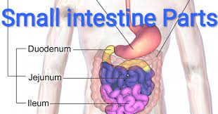 The Small Intestine Parts Is Divided Into Three Parts Duodenum Jejunum Ileum Duodenum Its Length Is 25 Cm Ha Intestines Digestive System Anatomy Biology Notes