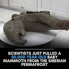 Scientists Find Remarkably Preserved 50,000-Year-Old Baby Mammoth: In a  groundbreaking discovery, Russian scientists have unveiled the remains of a  50,000-year-old baby mammoth, named "Yana," found in the thawing permafrost  of Siberia's Yakutia