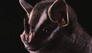 There are better ways to keep squirrels away from your home. Mama Bats Literally Nudge Their Babies Out Of The Roost Science Smithsonian Magazine