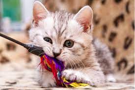 The 600 Best Boy Cat Names Find Your Cat S Perfect Match All About Cats We also shared some of our favorite cute and funny cat pictures for each interestingly, the cats really match their names. the 600 best boy cat names find your