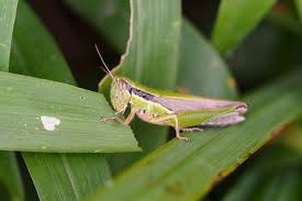 Image result for Oldfieldia dactylophylla