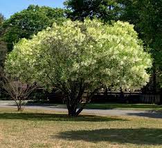 Maybe you would like to learn more about one of these? Choosing A Tree For Your Landscape Gardening In The Panhandle