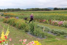 We did not find results for: Most People Don T Know About This Pick Your Own Flower Farm Hiding In Springville Step Out Buffalo