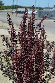 Image result for Barberry