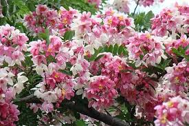 Image result for Cassia agnes