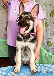 Eastern european german shepherd mixed with a black lab puppies. East European Shepherd For Sale In The City Of Mozhga Russian Federation Price Negotiated Announcement 9205