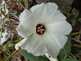 Image result for Merremia pterygocaulos