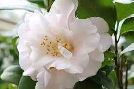 Camellia Flower Meaning Flower Meaning Flower Meanings Camellia Flower Showy Flowers