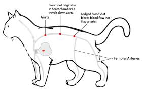 Common types of heart disease in cats. My Cat Has Suddenly Gone Lame In Her Hindquarters And Seems To Be In A Lot Of Pain Florida Veterinary Hospital
