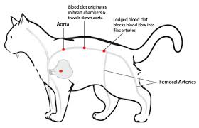 A saddle thrombus is a blood clot that blocks blood supply to the back legs. My Cat Has Suddenly Gone Lame In Her Hindquarters And Seems To Be In A Lot Of Pain Florida Veterinary Hospital