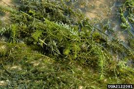 Image result for Hydrilla