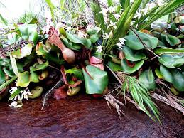 Image result for Hydrostachys polymorpha