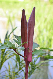Pepper plant fibrous roots generally reach down about 8 inches; What Kind Of Okra Is Red Difference Between Red Okra And Green Okra