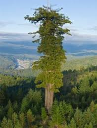 So it's quite apt that the name is given to the tallest tree in the world. What Are The Top10 Highest Trees Of The Planet And Their Location Quora