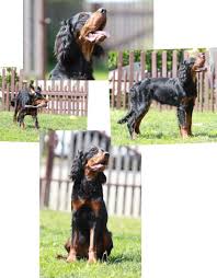 Image result for skotský setr gordonsetr