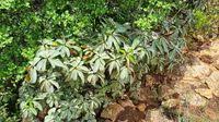 Image result for Englerophytum rwandense