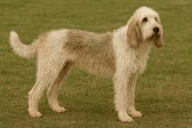 Image result for malý vendéeský hrubosrstý honič