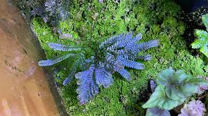 Image result for Selaginella versicolor