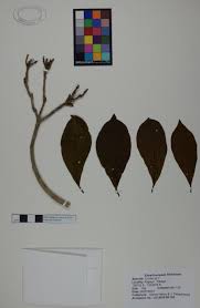 Image result for Cordia sp.A.